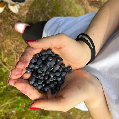 Vi Mirotki 12 Imwald Bory Tucholskie * Skorcz