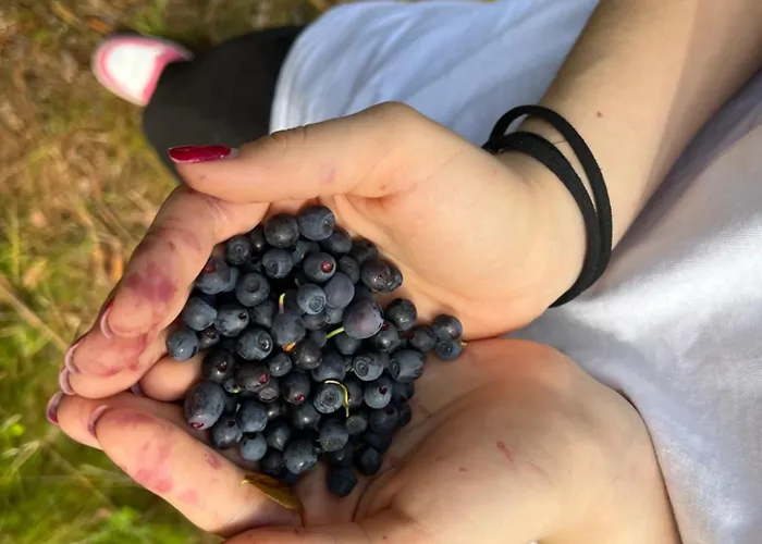 Vi Mirotki 12 Imwald Bory Tucholskie * Skorcz